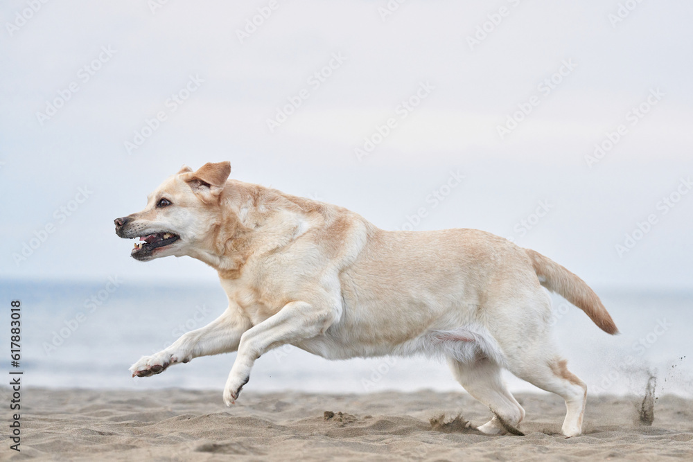 happy dog running on the sea. fawn Labrador Retriever in nature. a pet on an active walk happy dog running on the sea. fawn Labrador Retriever in nature. a pet on an active walk
