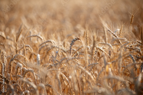 Ukrainian wheat fields in Kherson in 2023