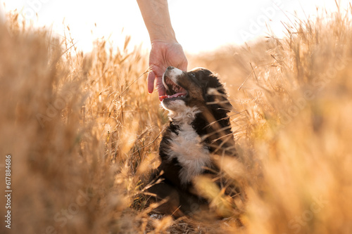 a walk of a small Bernese Mountain Dog puppy on a field magical sunset light