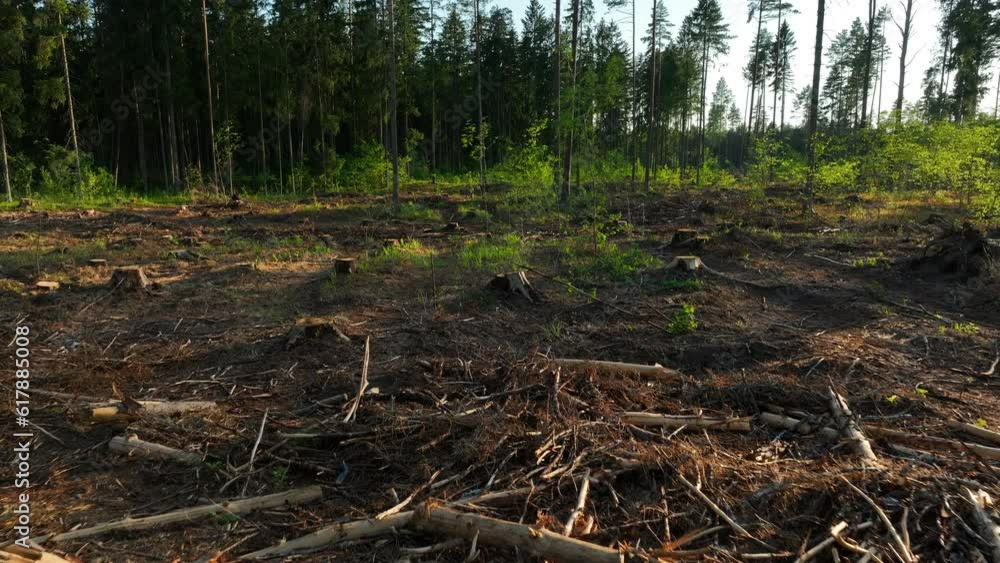 Deforestation forest and Illegal logging. Forest destruction and felling of trees. Cutting trees. Stacks of cut wood. Forests illegal disappearing. Deforestation, ecology and environmental pollution. Deforestation forest and Illegal logging. Forest destruction and felling of trees. Cutting trees. Stacks of cut wood. Forests illegal disappearing. Deforestation, ecology and environmental pollution.