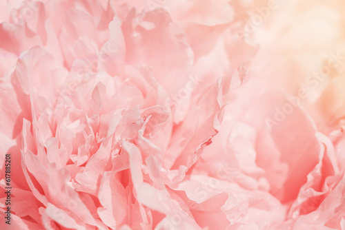 Rose color flower peony petals, close up macro nature background. Beautiful Holiday bloom backdrop. Pink-white flowers top view, flowery desktop wallpaper, pastel colored still life, sunny © yrabota