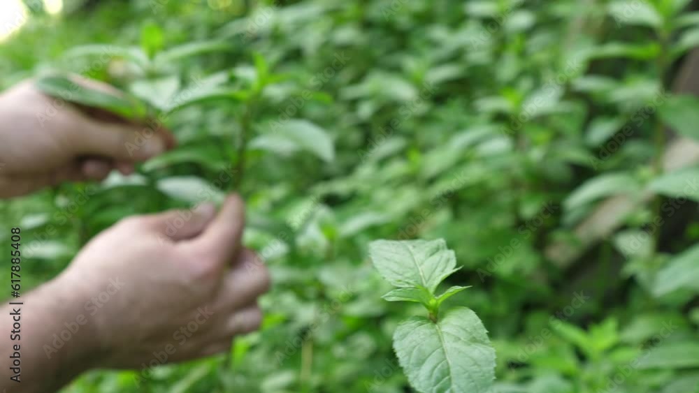 Mint leaves are plucked. Cultivation and collection of mint. Mint leaves are plucked. Cultivation and collection of mint.