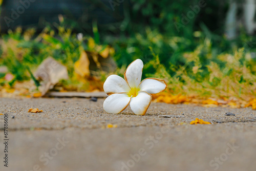 white plumeria flowers dropped on a ground © Jirut