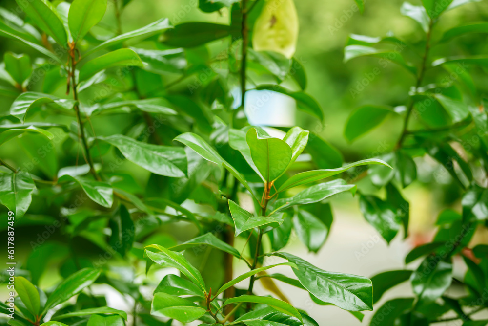 Obraz premium Branches of magnolia grandiflora with beautiful shiny foliage.