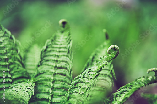Close-up of green fern leaves against a forest background. Dense green vegetation. With space to copy. High quality photo