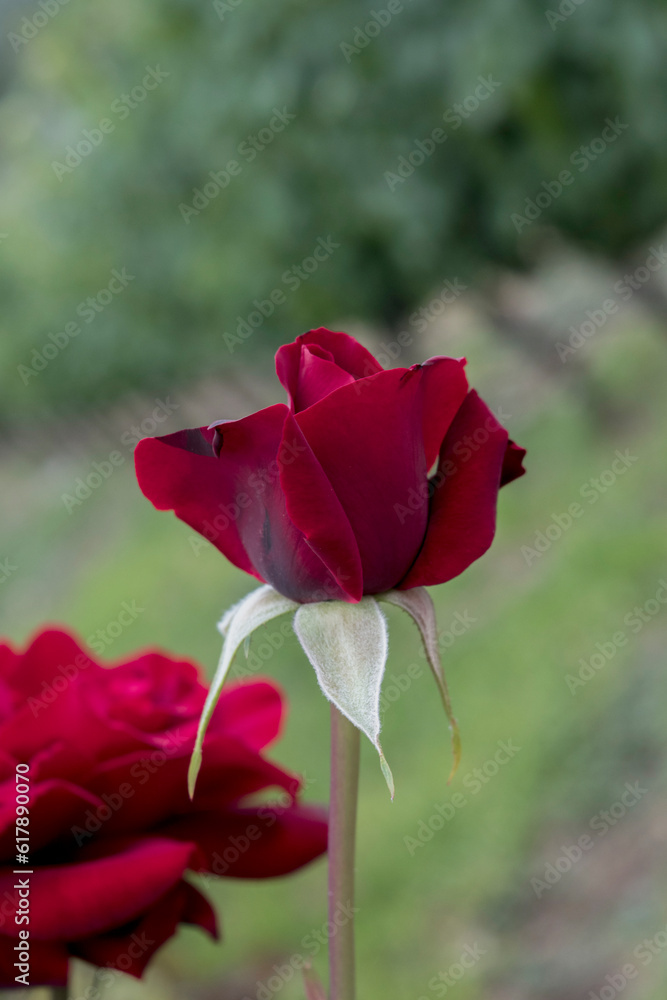 Primer plano de las rosas rojas Primer plano de las rosas rojas