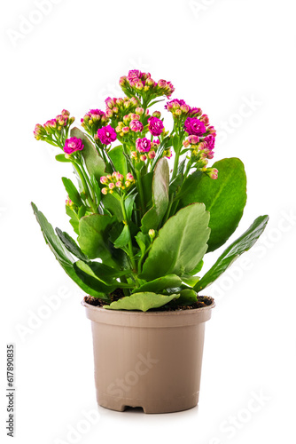 Flower plant in pot isolated on white background.