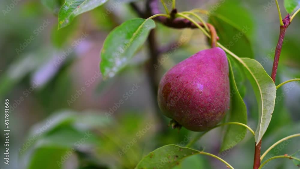 Pear on Branch Pear on Branch