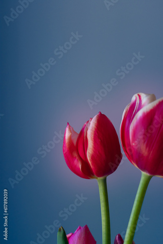 Red and pink tulips macro in dramatic blue background with copy space