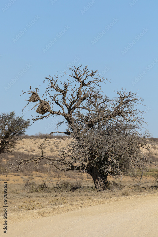 Sociable weaver nests in the Kalahari (Kgalagadi) Sociable weaver nests in the Kalahari (Kgalagadi)