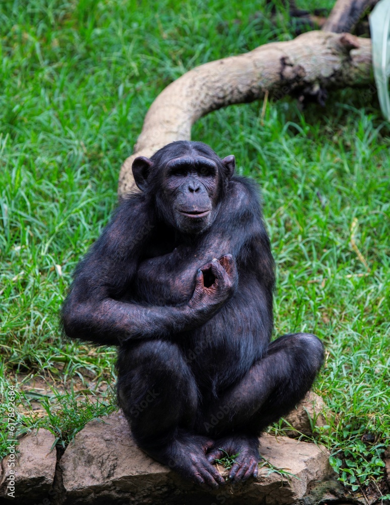 chimpanzee sitting in a grass field and scratching itself chimpanzee sitting in a grass field and scratching itself