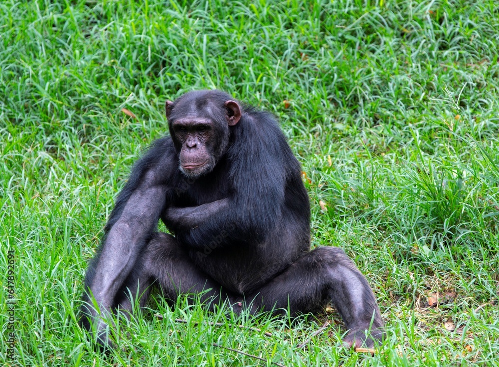 chimpanzee sitting in a grass field and scratching itself chimpanzee sitting in a grass field and scratching itself