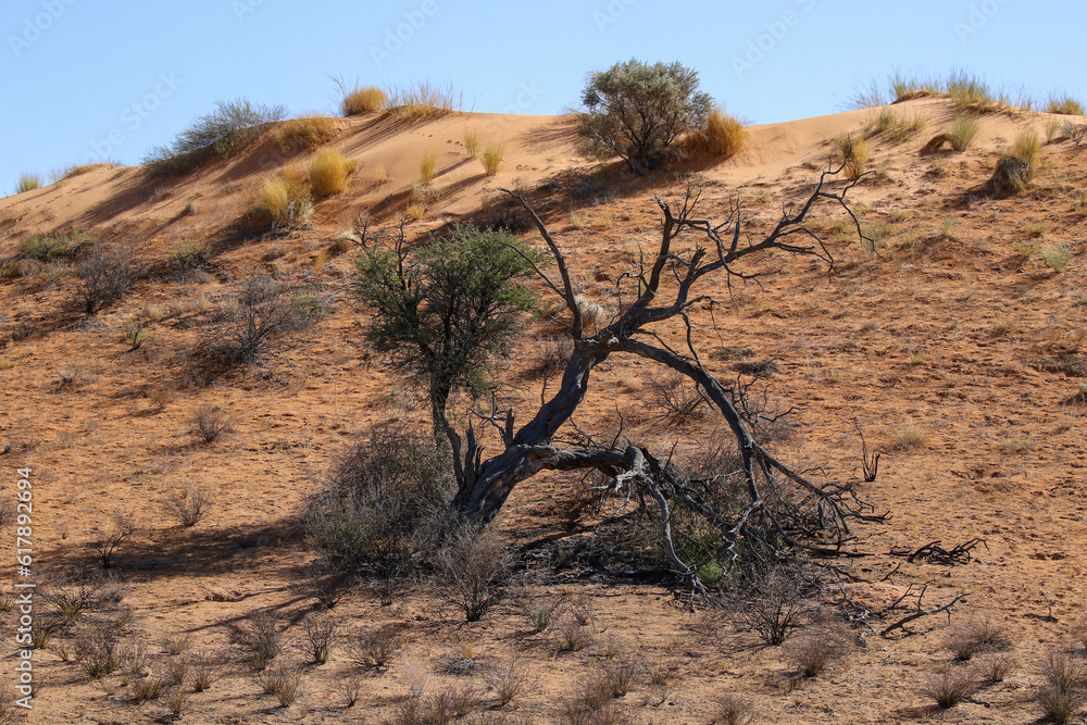 Burnt tree caused by lightning in the Kalahari (Kgalagadi)