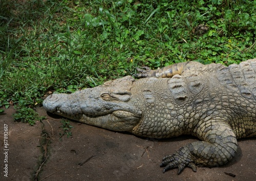 close up head shot of a sunbathing crocodile