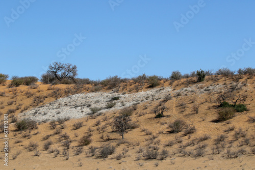 Colours of the Kalahari landscape (Kgalagadi)