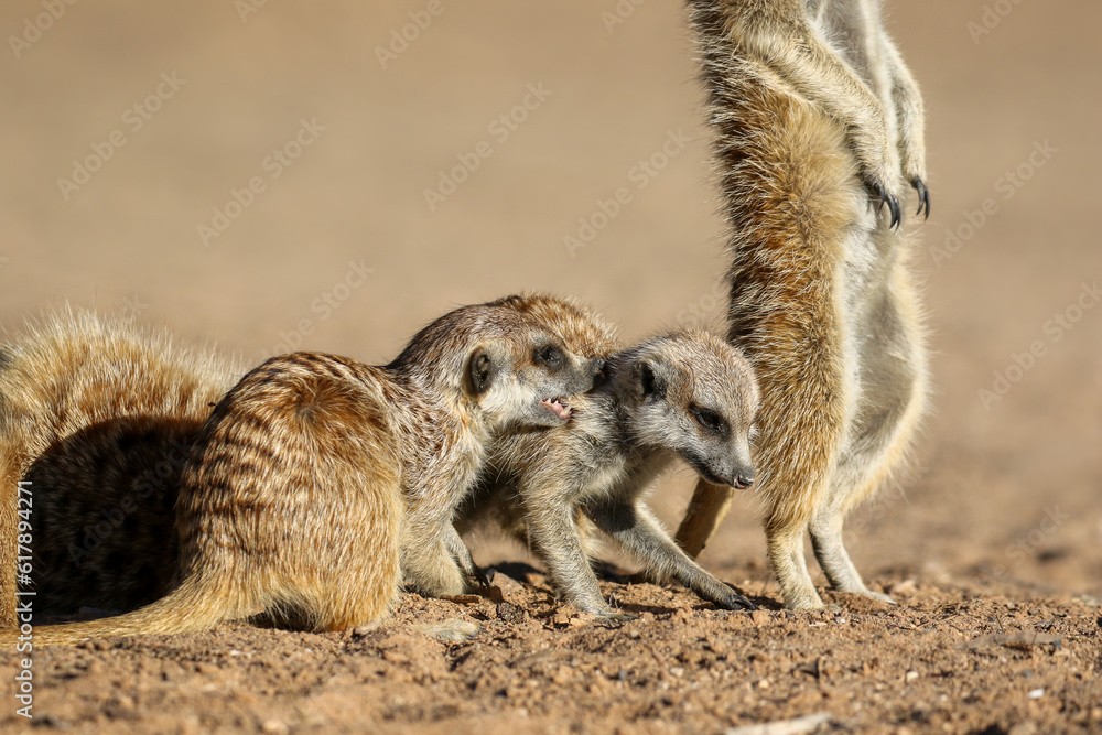 Fototapeta premium Meerkats playing in the Kalahari (Kgalagadi)