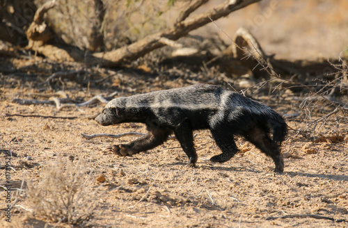 Tablou canvas Honey Badger in the Kalahari (Kgalagadi)