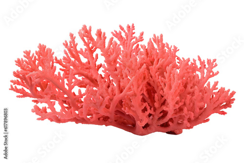 Coral. Transparent background. generative AI