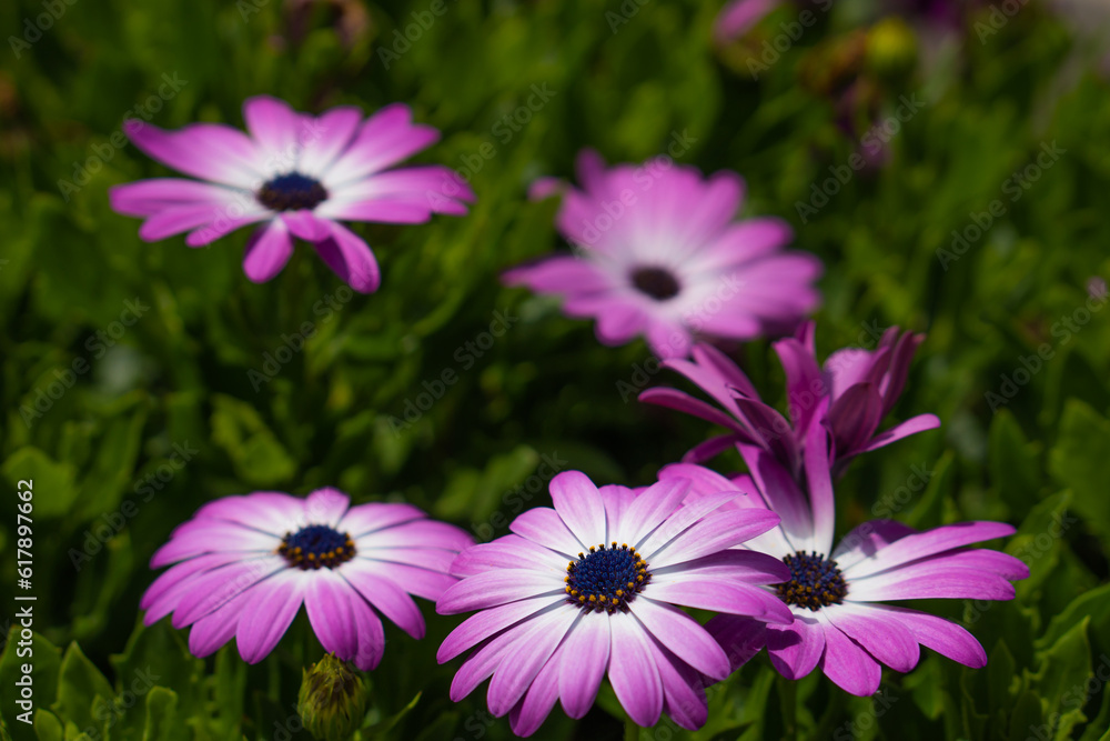 Beautiful floral garden and flowers stock photo Beautiful floral garden and flowers stock photo