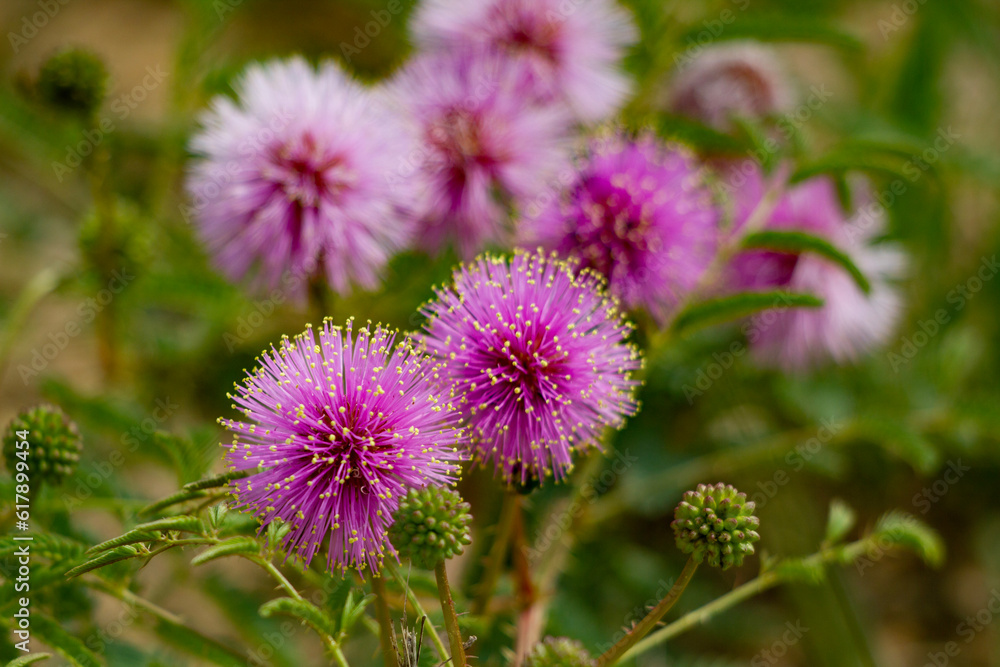 multiple catclaw sensitive briars in bloom multiple catclaw sensitive briars in bloom