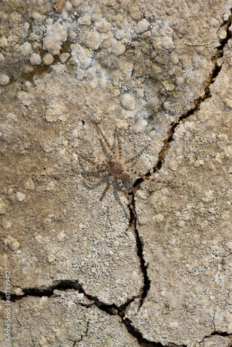 close up of a spider crossing a crack in the ground