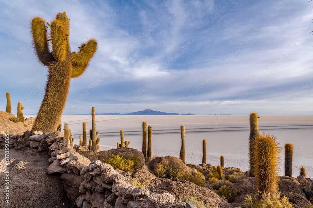Cactus island in the salar de uyuni in the bolivian altiplano Cactus island in the salar de uyuni in the bolivian altiplano