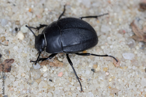 Erodius carinatus. Species of darkling Beetle (family Tenebrionidae) running in the sun on the sand on the beaches of Albania.