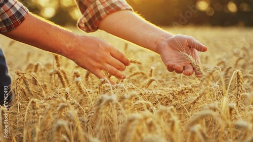 Farmer touches, checks a bunch of ripe cultivated wheat ears. Agronomist hands examining cultivated cereal crop before harvesting in barley field. Rancher in rye farmland. Organic farming harvest.