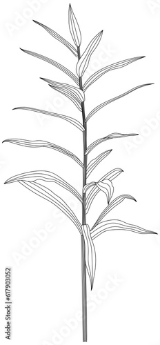 Leaves isolated on white collection. Tropical leaves hand drawn abstract illustration.