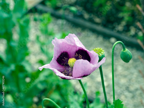 Opium or breadseed poppies, garden flowers with mauve petals (Papaver somniferum)
 photo