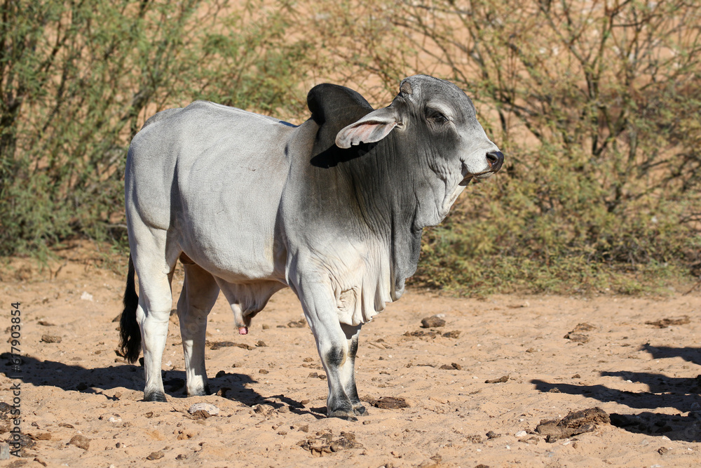 Large Brahman bull, cattle farming in the Kalahari Large Brahman bull, cattle farming in the Kalahari