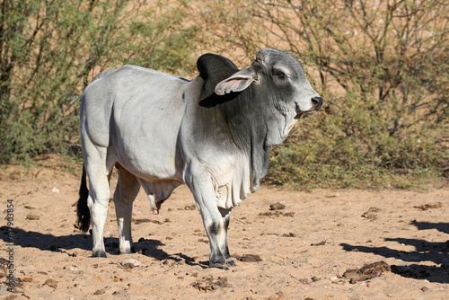 Large Brahman bull, cattle farming in the Kalahari 