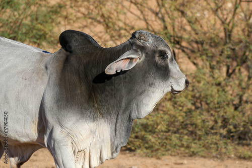 Large Brahman bull, cattle farming in the Kalahari  © Kim