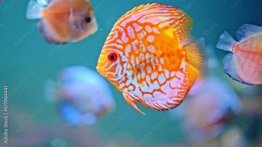Orange fish swimming in the aquarium with other fishes