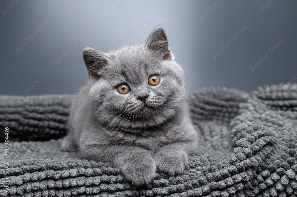 British blue kitten on a gray background. Selective focus
