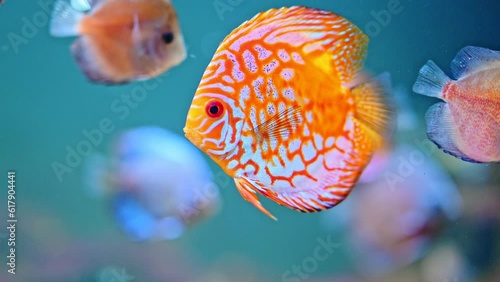 Orange fish swimming in the aquarium with other fishes