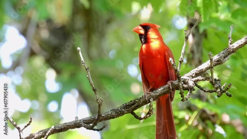 Close up shot of Northern cardinal singing on tree branch photo