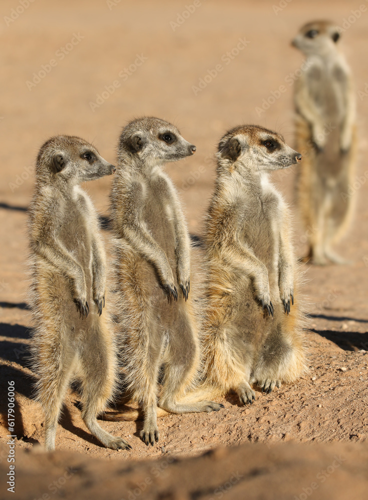 Meerkat standing in the morning sun, Kalahari (Kgalagadi) Meerkat standing in the morning sun, Kalahari (Kgalagadi)