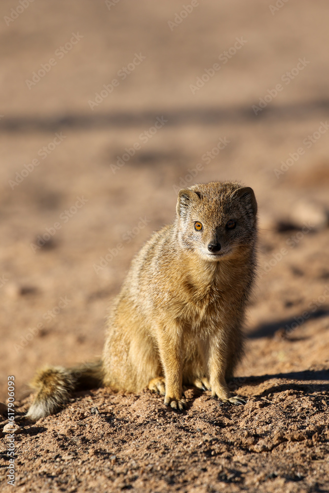 Fototapeta premium Yellow Mongoose sitting in the morning sun, Kalahari (Kgalagadi) 