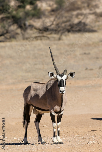 Gemsbok with broken horn in the Kalahari (Kgalagadi)