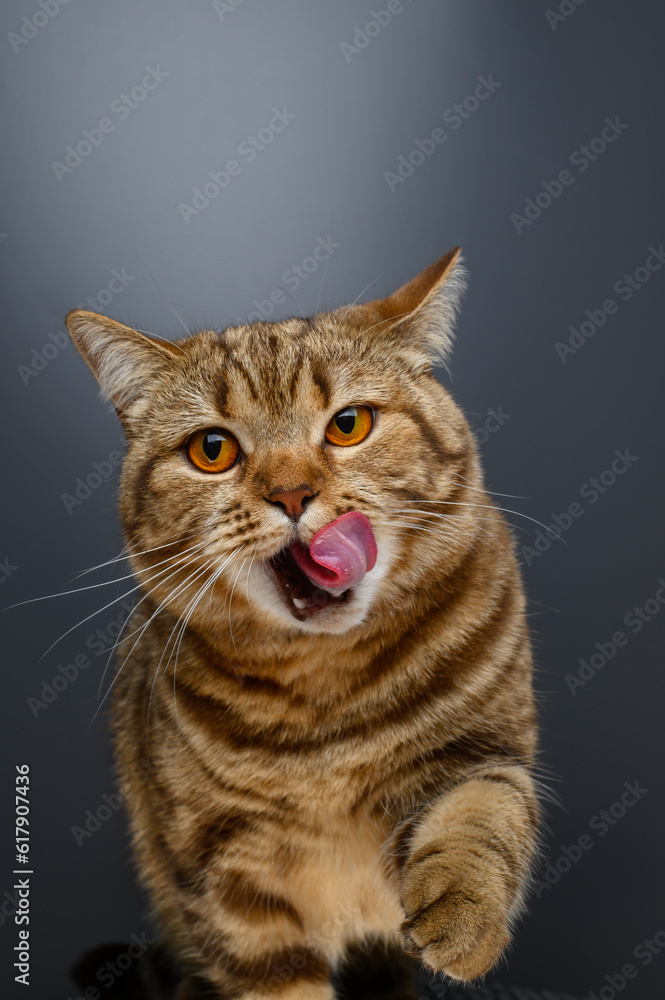 Fototapeta premium British cat of marble chocolate color licks