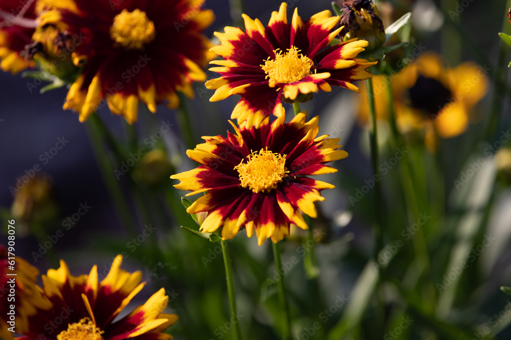 Fototapeta premium red and yellow flowers