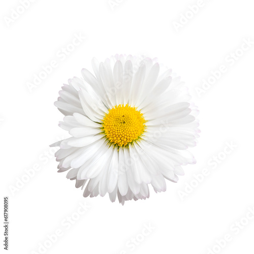 Fototapeta Naklejka Na Ścianę i Meble -  White chamomile flower isolated on white background