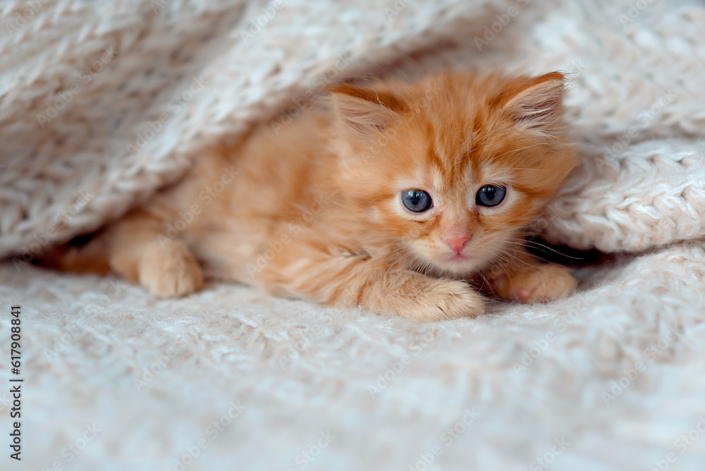 Fluffy ginger Kitten Looking at Camera Fluffy ginger Kitten Looking at Camera