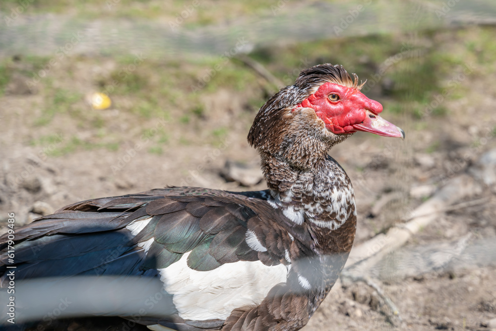 portrait d'une poule à tête rouge dans un élevage