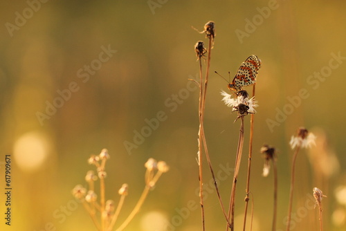 una farfalla melitaea didyma su un fiore di dente di leone