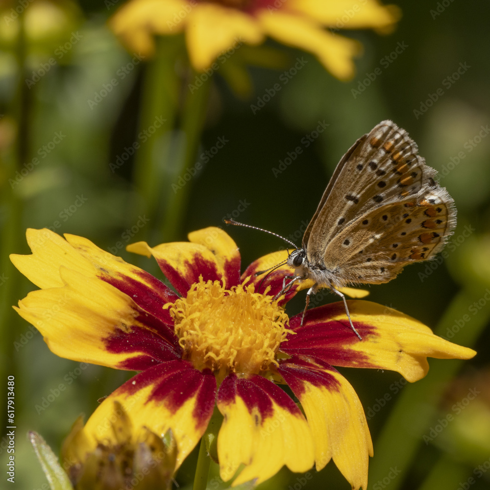 Papillon Agrodiaetus damon sur une fleur de Coreopsis Papillon Agrodiaetus damon sur une fleur de Coreopsis