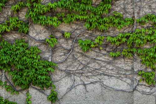 green leaves and ivy vine on building wall
