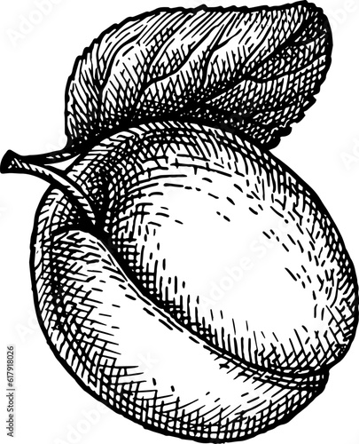 Apricot ink sketch.