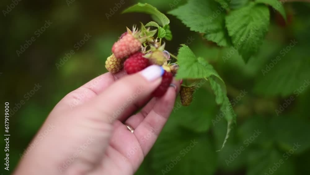 Close-up hand touching ripe raspberries, harvest time. Horizontal 4k footage Close-up hand touching ripe raspberries, harvest time. Horizontal 4k footage